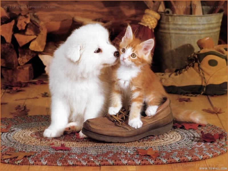 puppy and kitten together