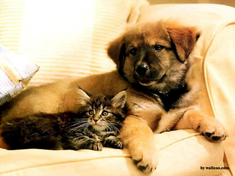 Puppy and Kitten Together — Beige