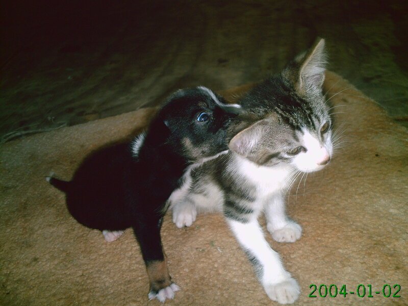 Puppy and Kitten Together — Brown, Calm