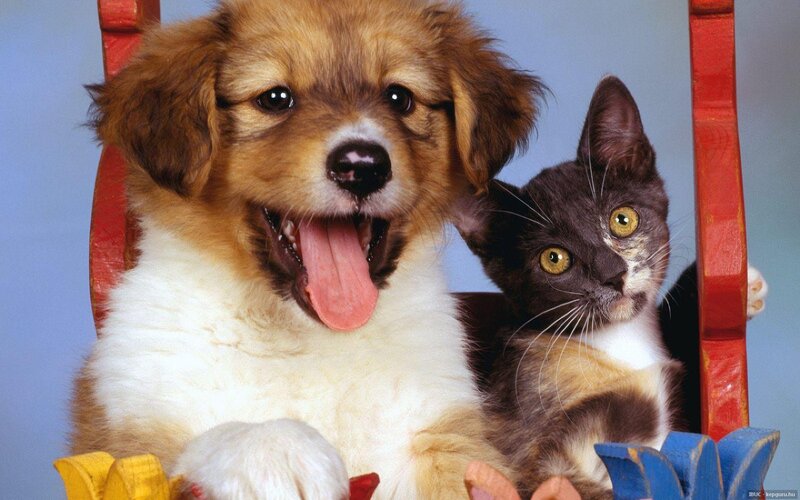 Puppy and Kitten Together — Brown