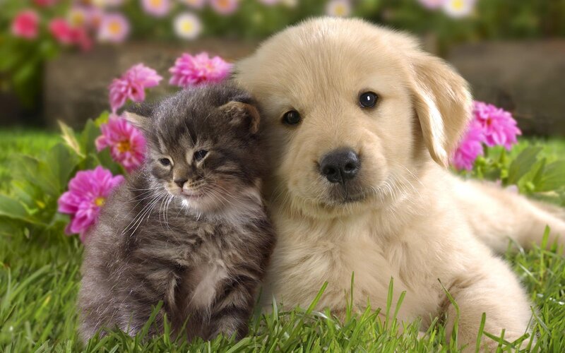 Puppy and Kitten Together — Green