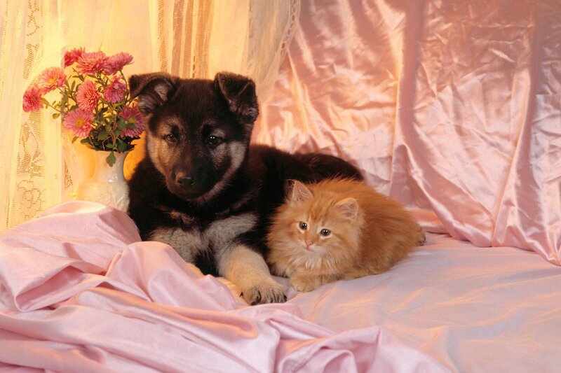 Puppy and Kitten Together — Pink, Calm