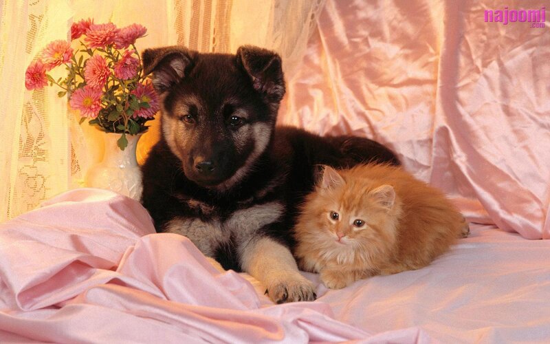 Puppy and Kitten Together — Pink