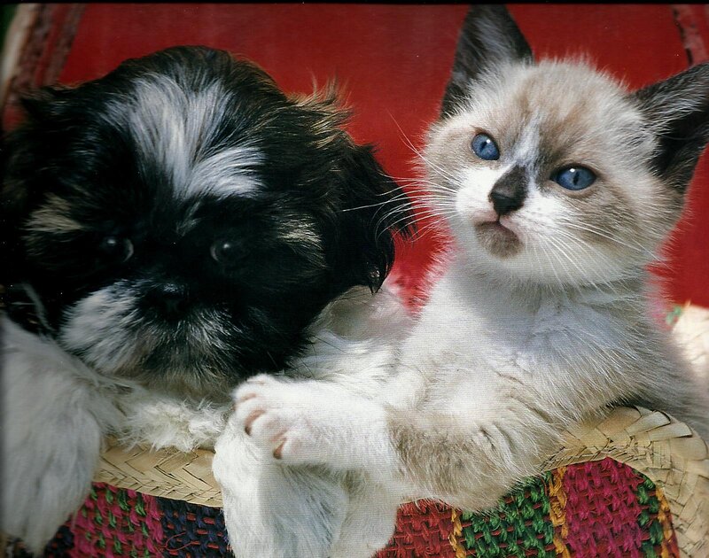 Puppy and Kitten Together — Red