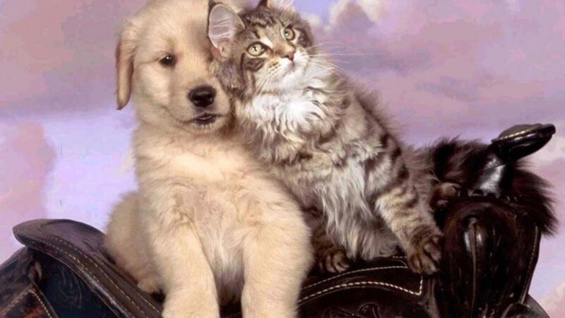 Puppy and Kitten Together — White, Calm
