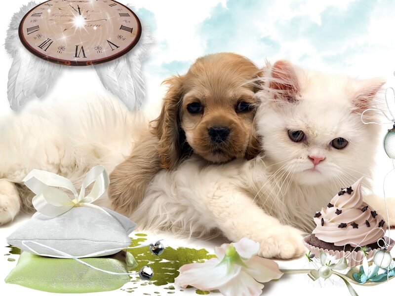 Puppy and Kitten Together — White, Peaceful