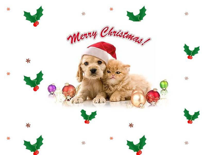 Puppy and Kitten Together — White