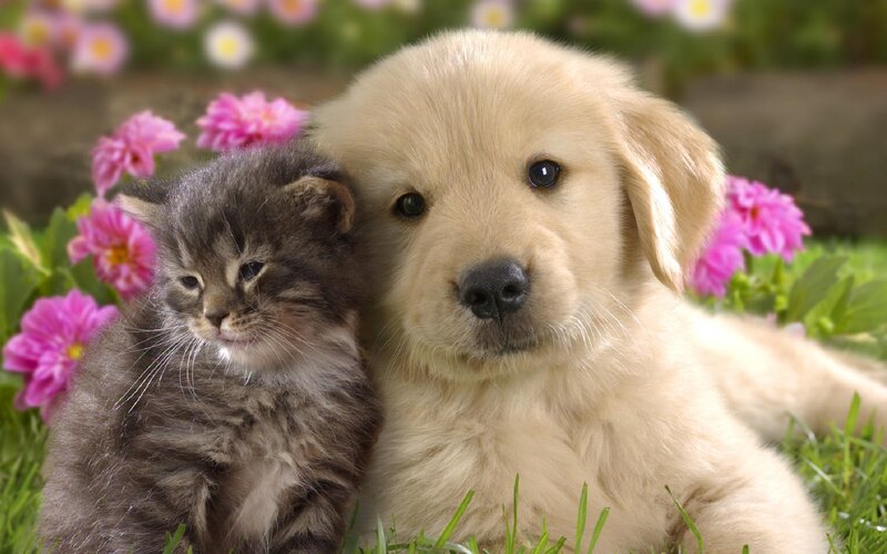 Puppy and Kitten Together — Yellow
