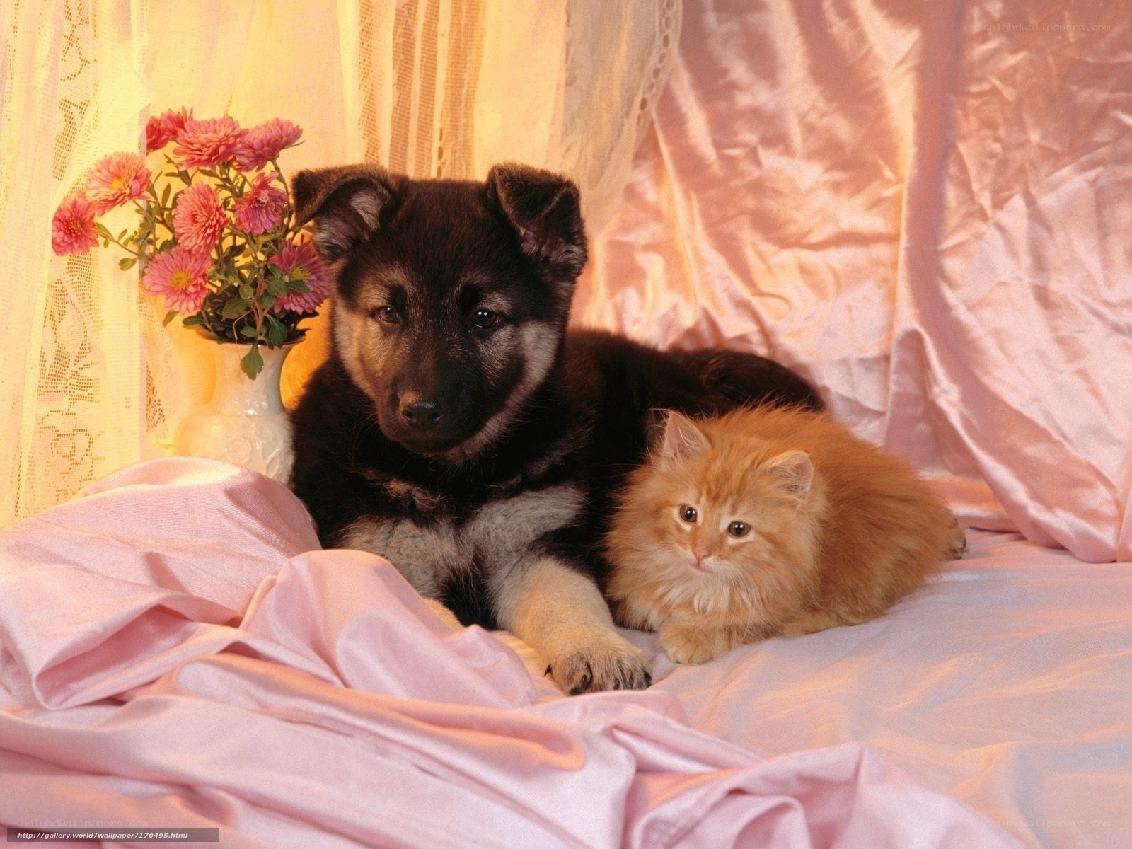 Puppy and kitten together
