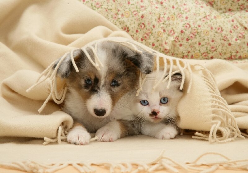 Puppy and Kitten under Blanket