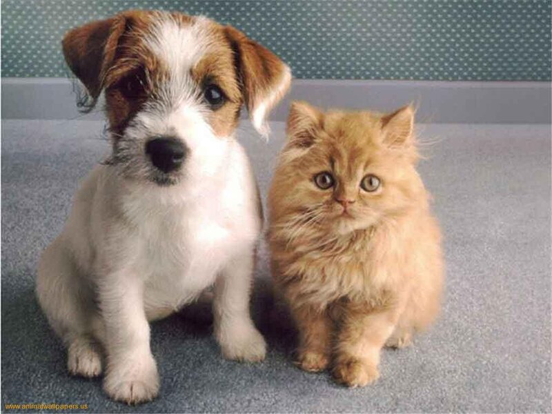 Puppy and Kitten — White, Calm, Photograph, Carpet