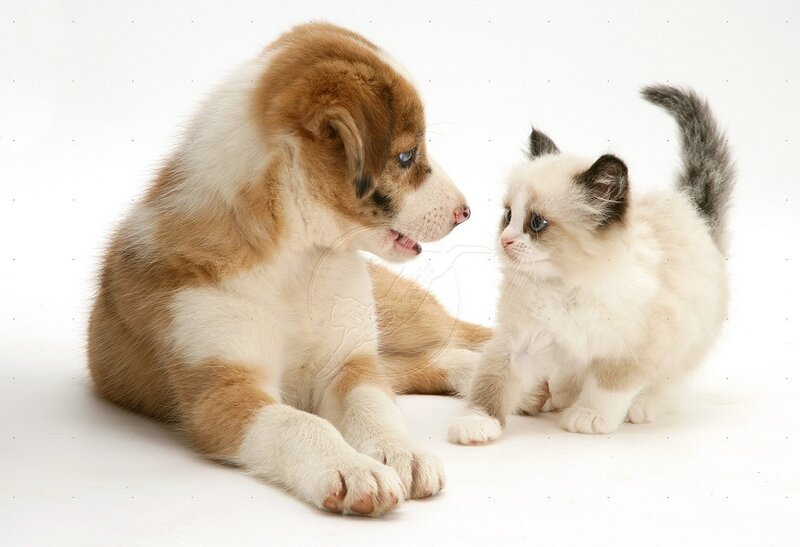 Puppy and Kitten — White, Calm, Photograph, Dog, Cat