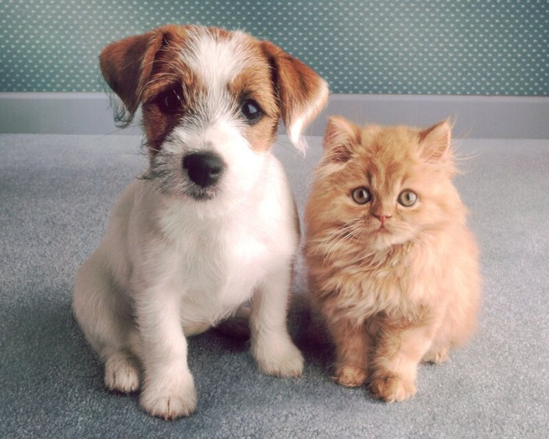 Puppy and Kitten — White, Calm, Photograph