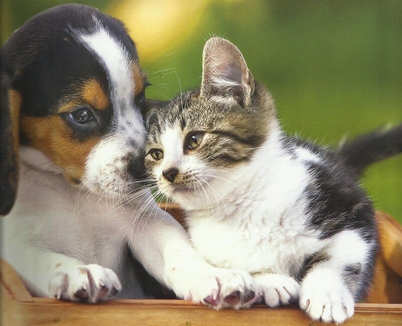 Puppy and Kitten — White, Calm, Photograph, Wooden Surface