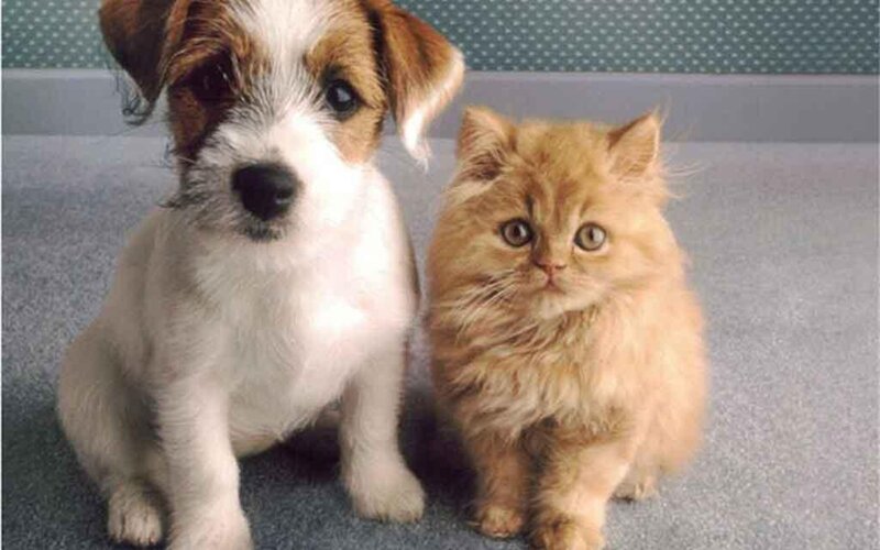 Puppy and Kitten — White, Calm