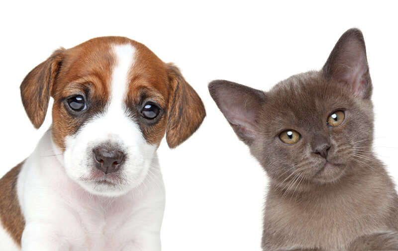 Puppy and Kitten — White, Neutral