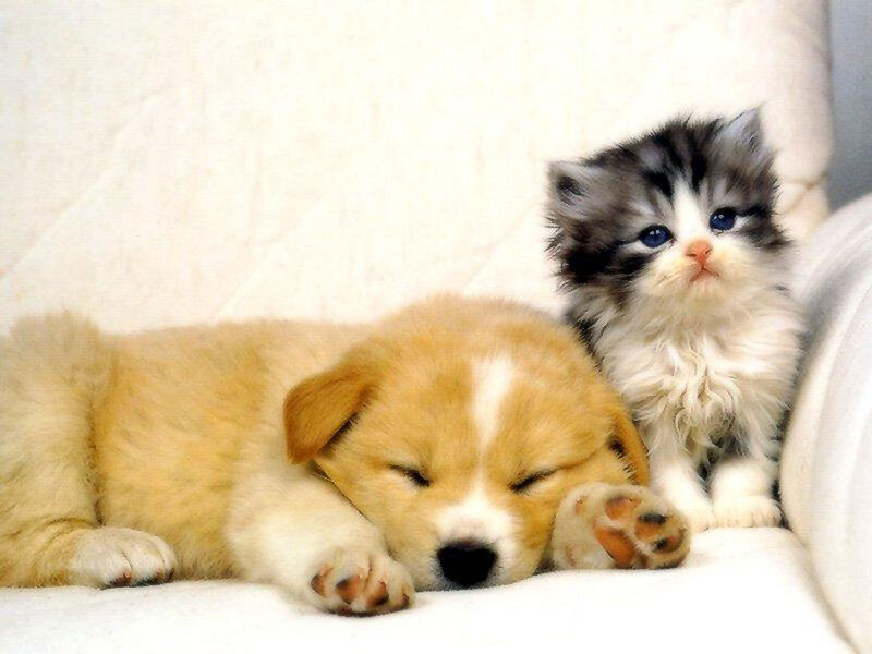 Puppy and Kitten — White, Peaceful