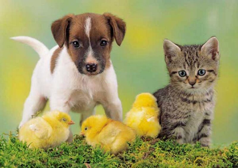Puppy and Kitten with Chicks