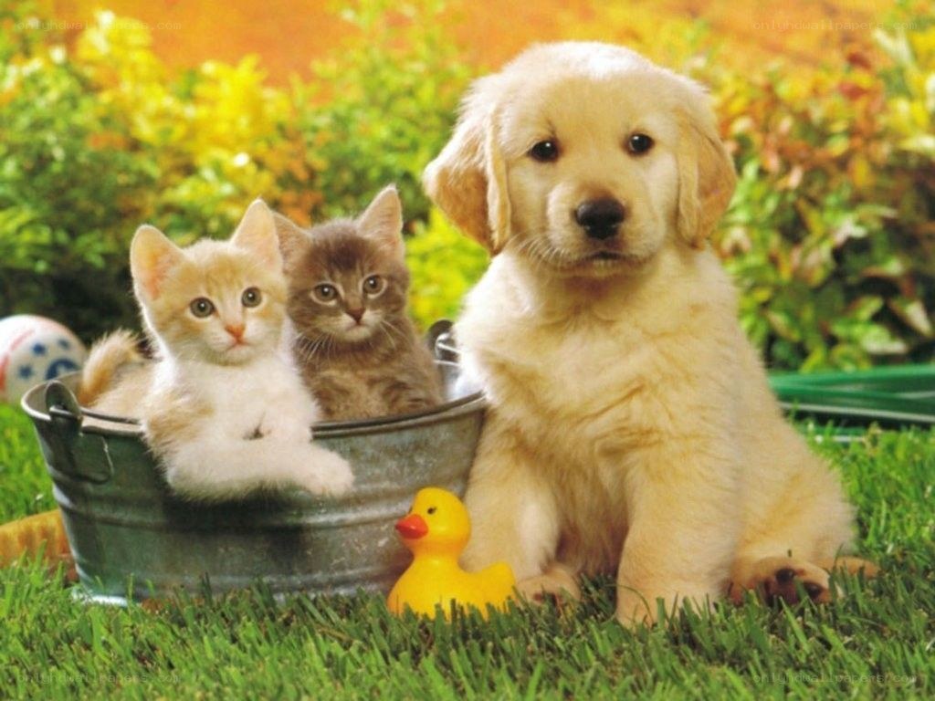 puppy and kittens in a bucket