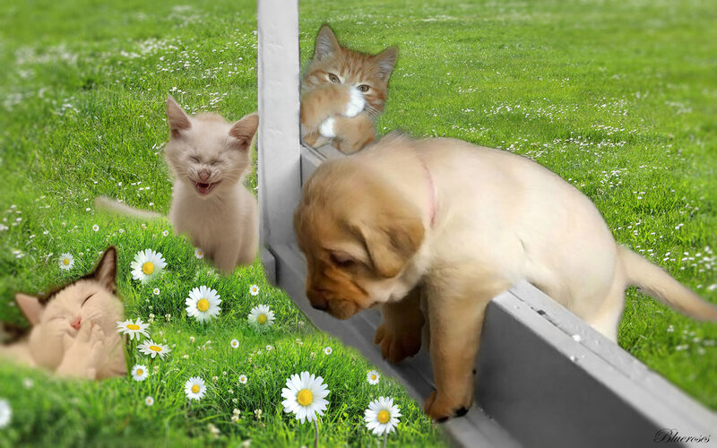 Puppy and Kittens in Grass
