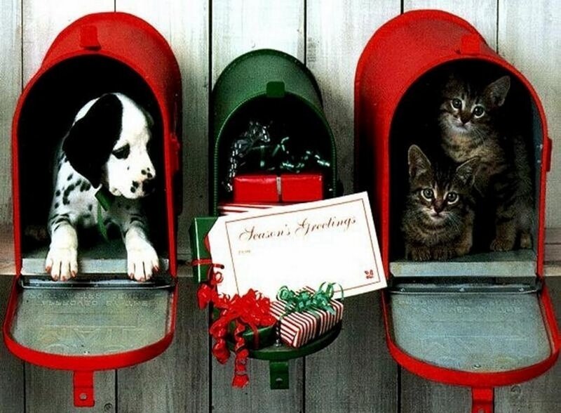 Puppy and Kittens in Mailboxes