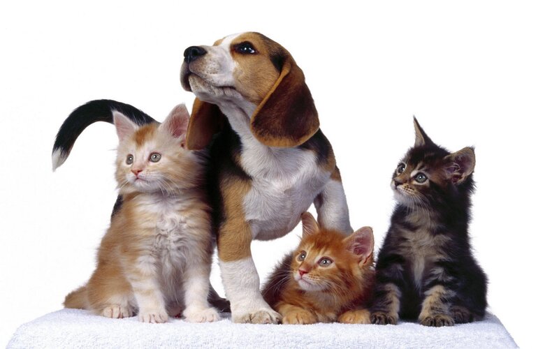 puppy and kittens on towel