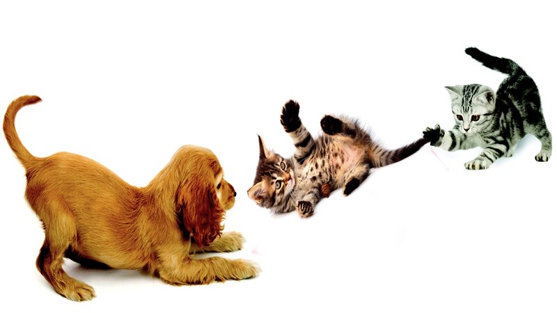 Puppy and Kittens Playing — White