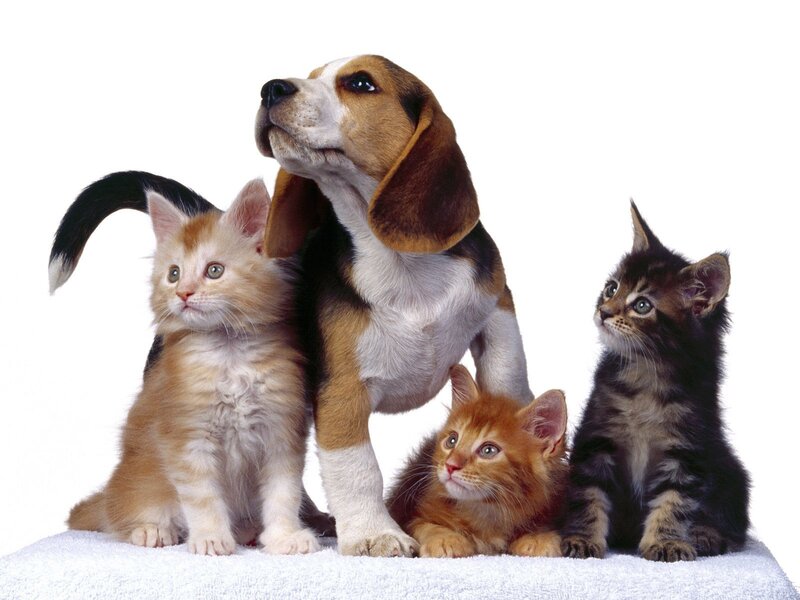 puppy and kittens together