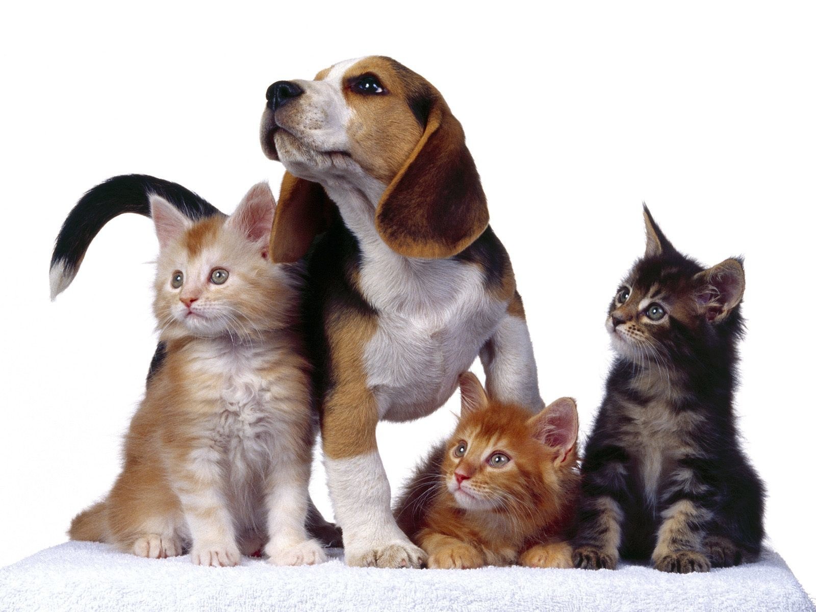 puppy and kittens together