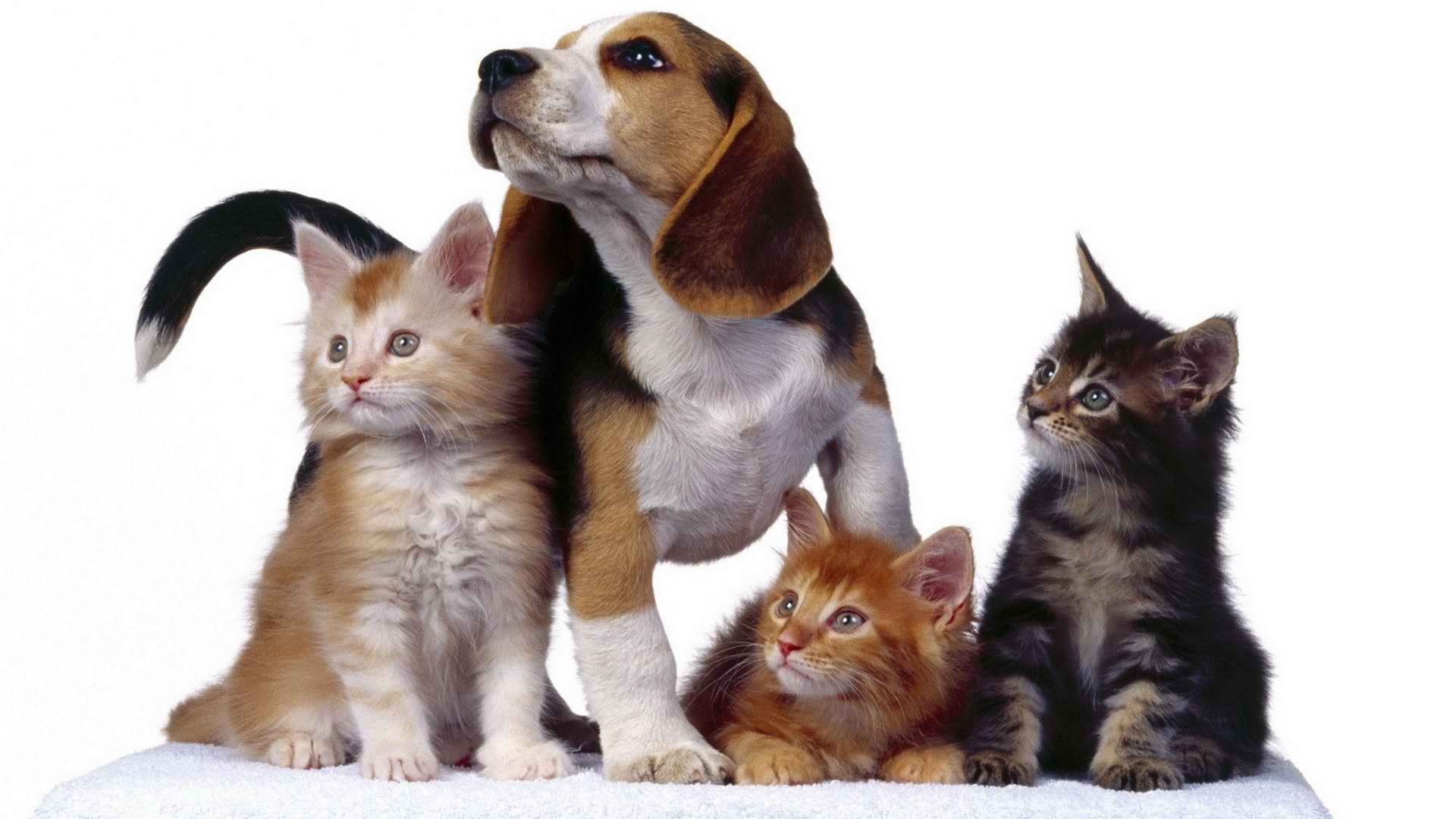 puppy and kittens together