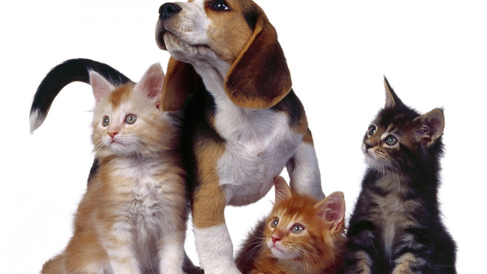 puppy and kittens together