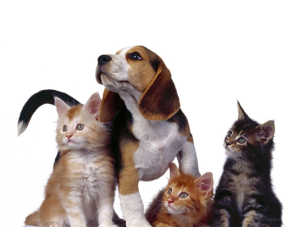 puppy and kittens together