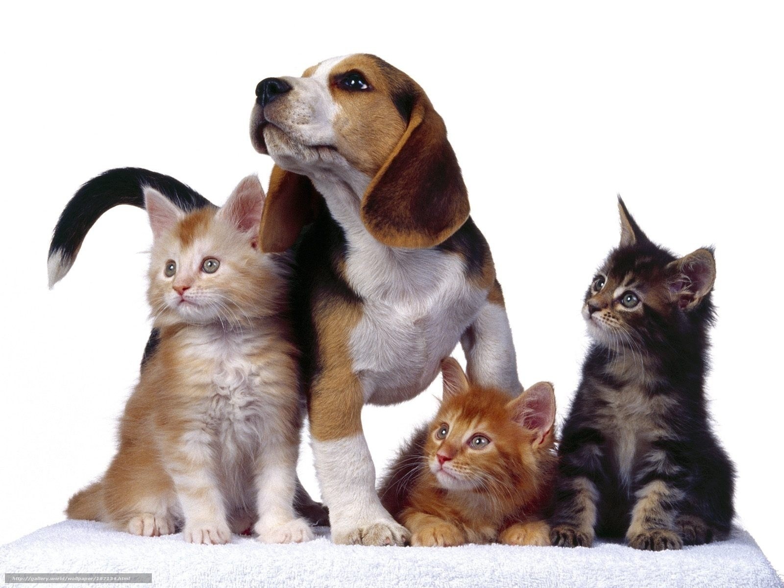 puppy and kittens together