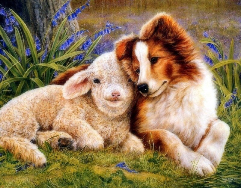 Puppy and Lamb Together