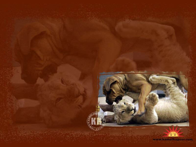 Puppy and Lion Cub