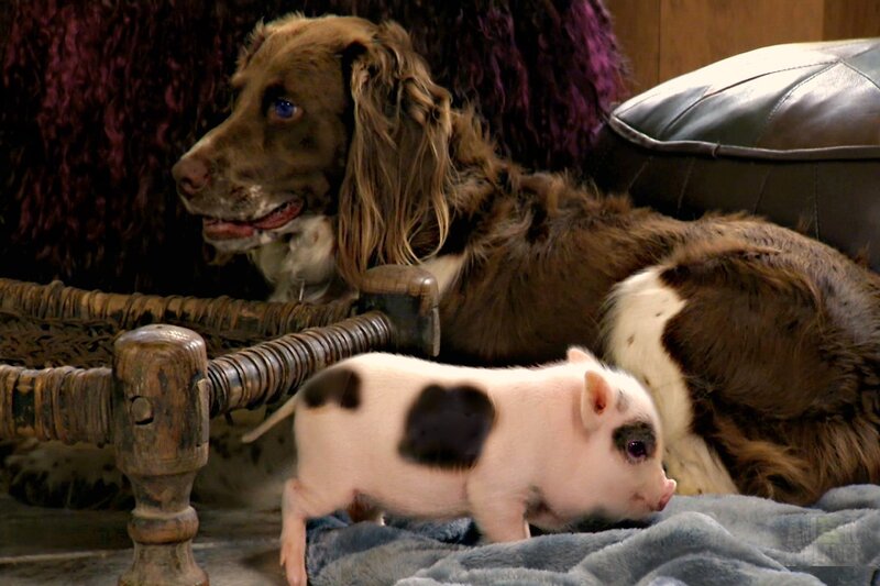 Puppy and Piglet
