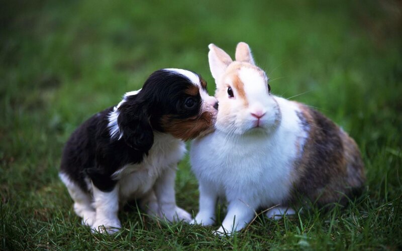 Puppy and Rabbit — Green