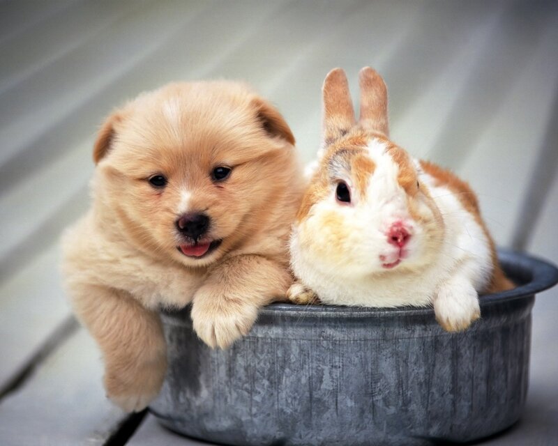 puppy and rabbit in a bowl