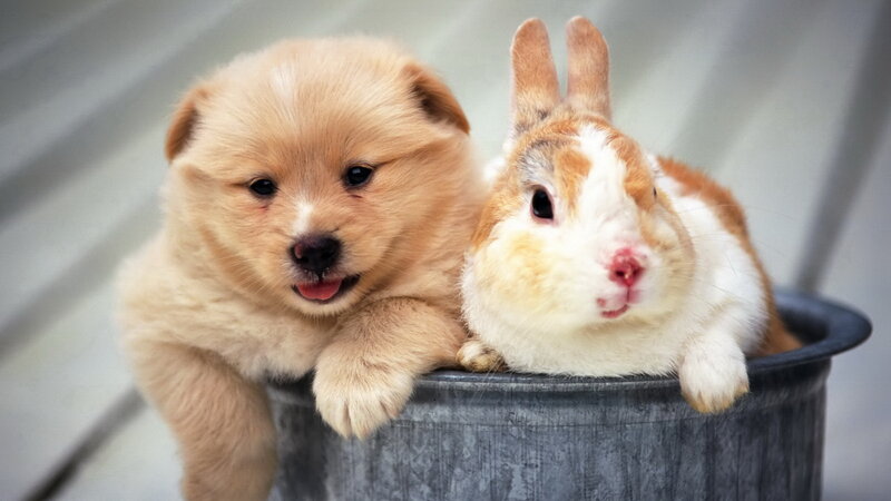 Puppy and rabbit in a bucket