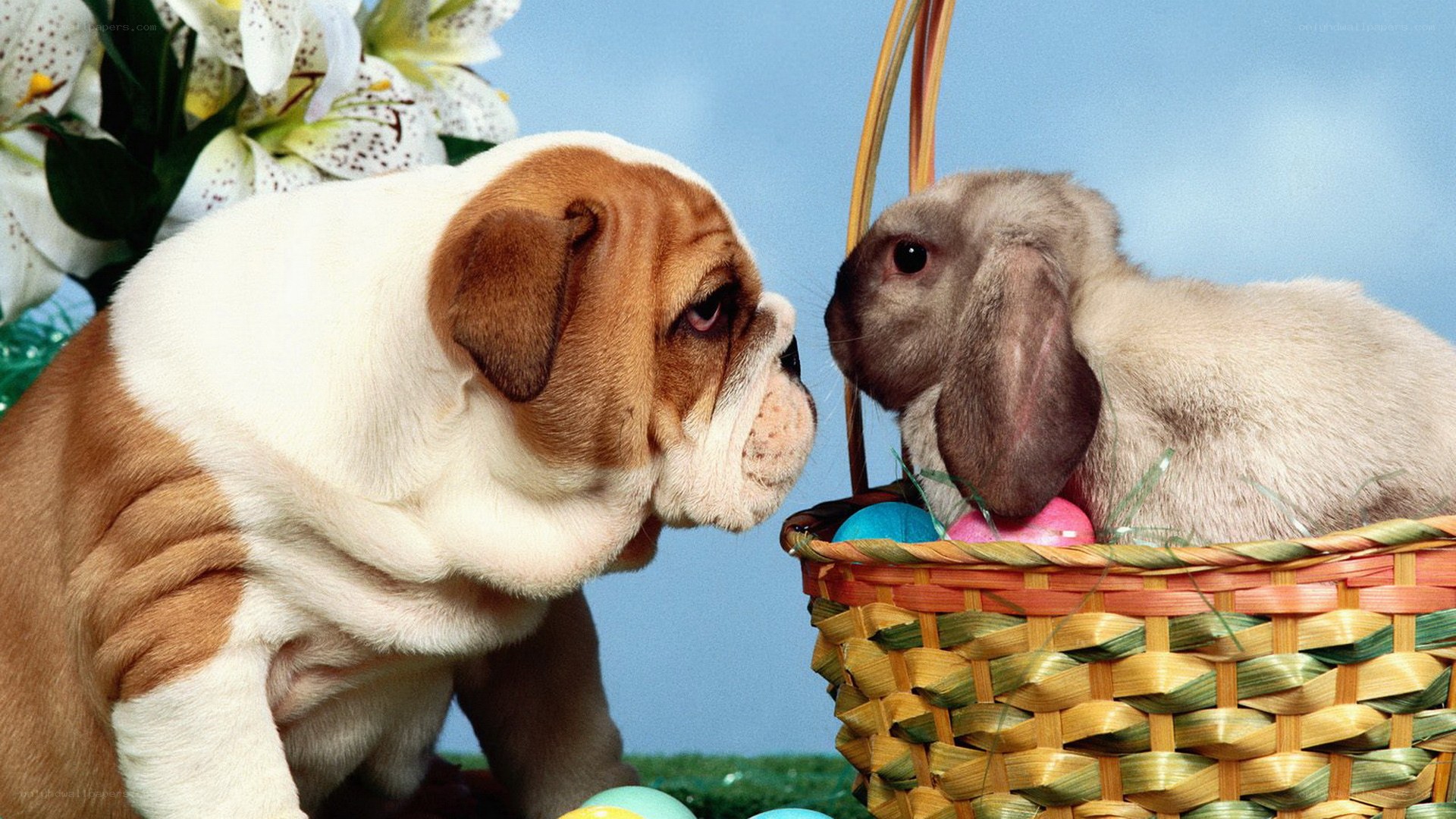 puppy and rabbit in basket