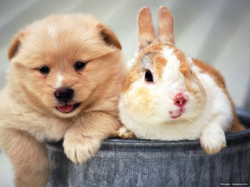 Puppy and Rabbit in Bucket — Brown