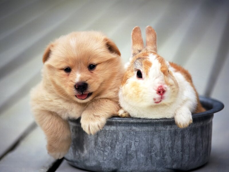 Puppy and Rabbit in Bucket