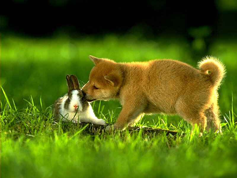 Puppy and rabbit in grass
