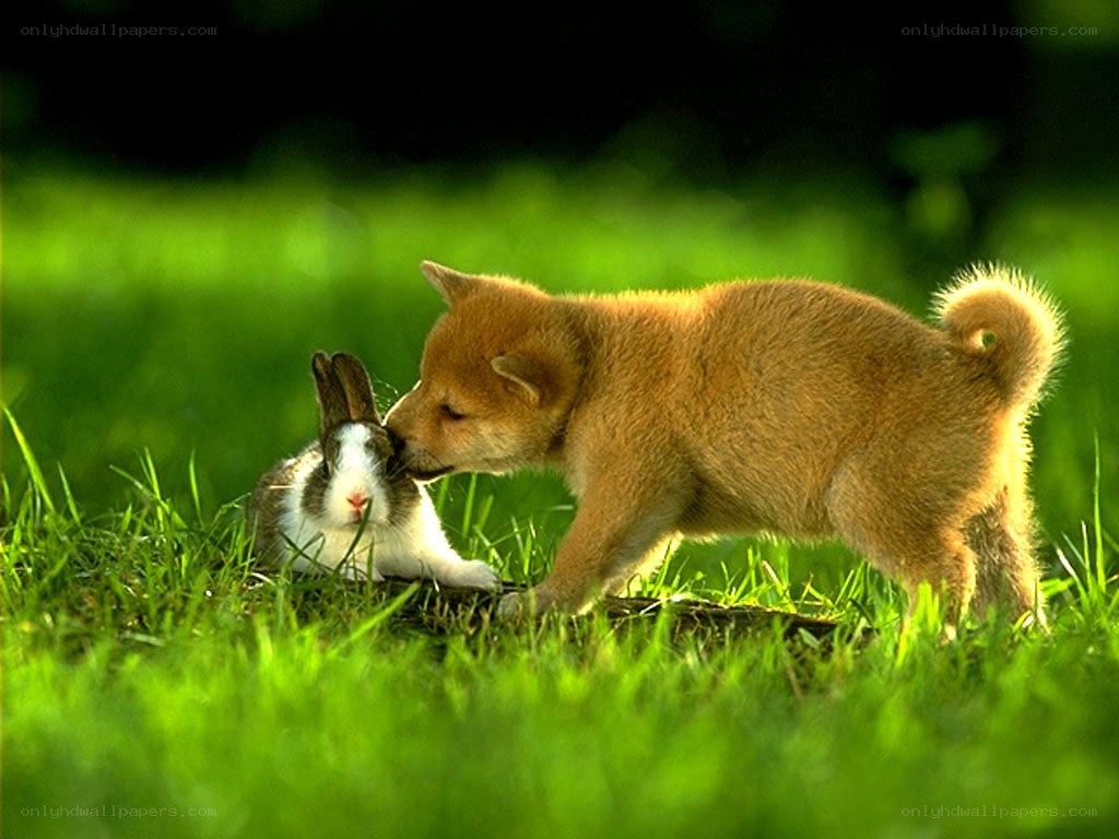 Puppy and rabbit in grass