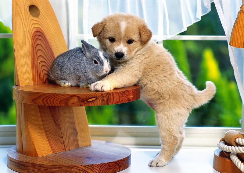 Puppy and rabbit on a chair
