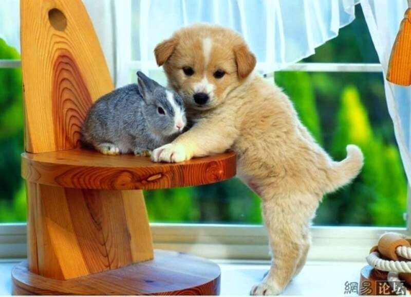 Puppy and rabbit on a chair