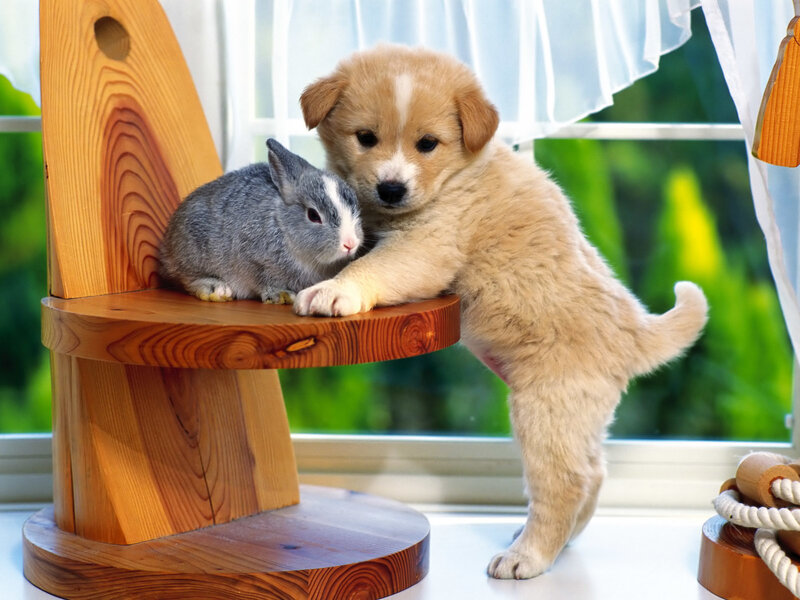 Puppy and rabbit on a chair