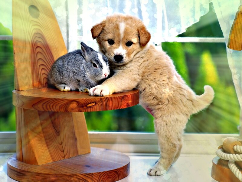 Puppy and Rabbit on Chair — Brown