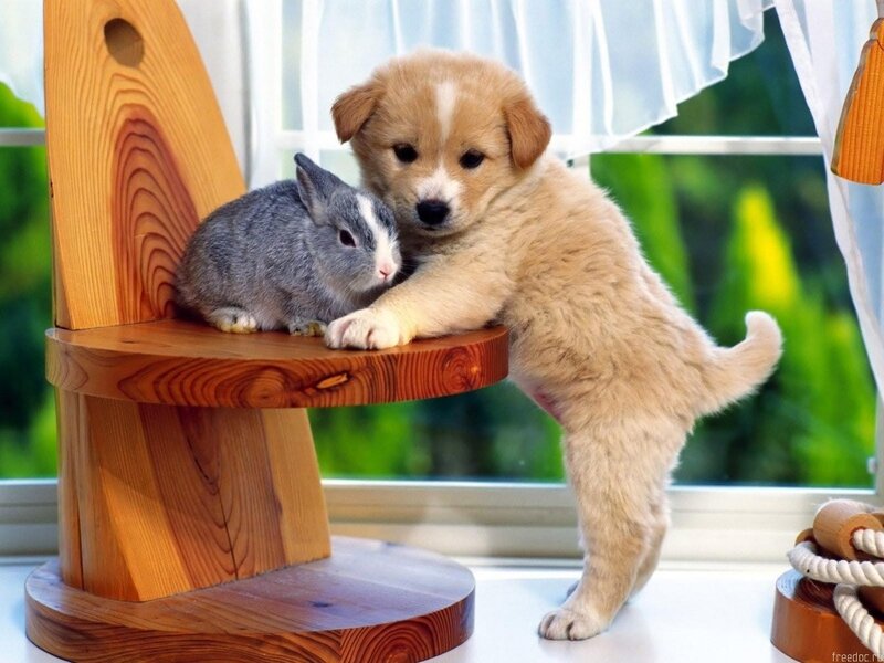 Puppy and Rabbit on Chair