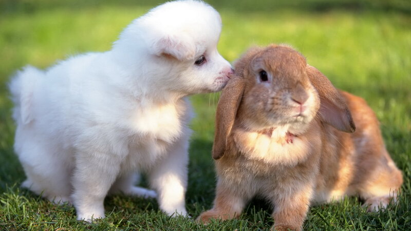 puppy and rabbit playing